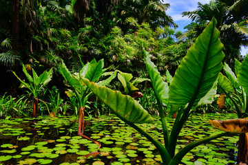 Water banana plants growing in a small pond, Mahe Island Seychelles.