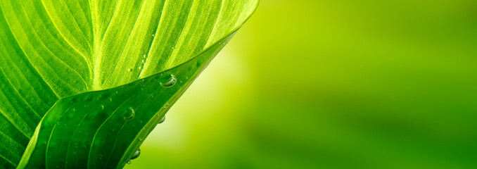 Green leaf with drops. Nature background. Saturation color.