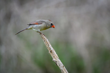 Female Northern Cardinal