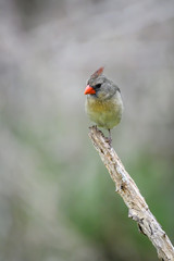 Female Northern Cardinal