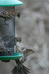 Juvenile Red Winged Blackbirds