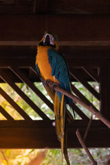 Guacamayo at Historic Park Guayaquil