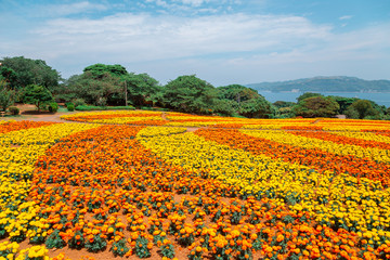 Nokonoshima island park Colorful flower field in Fukuoka, Japan