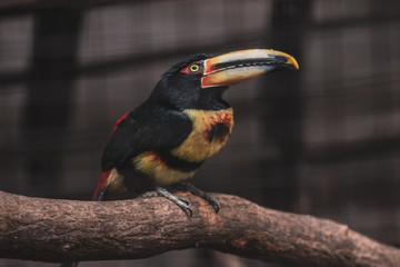 Tucan