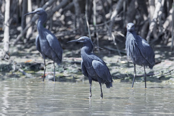Black heron (Egretta ardesiaca)
