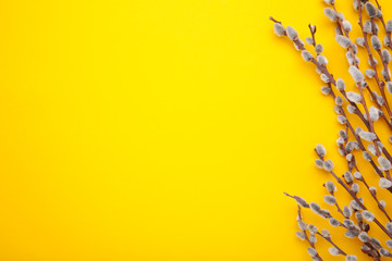 Willow catkins on a yellow background with copy space, easter
