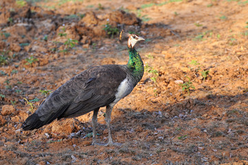 Photo of a peacock in Yala National Park in Sri Lanka.