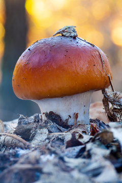 Young cortinarius S.P. Growing in the forest floor among the dead leaves.