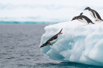 Jumping Gentoo Penguins © Kevin