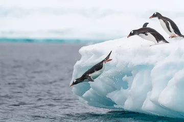 Fototapeten Jumping Gentoo Penguins © Kevin