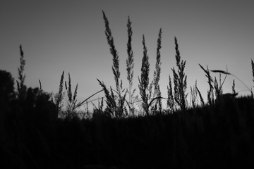 dry grass field, sunset beauty. Beautiful sunset with meadows. Discover the beauty of the native land. Black and white image