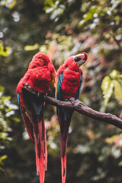 Papagayos at Historic Park Guayaquil