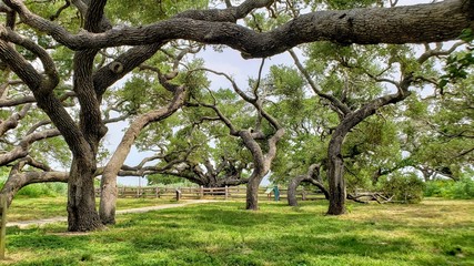 trees in the park