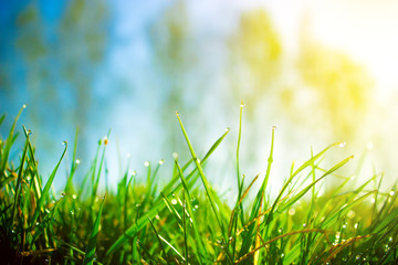 Fresh morning dew on spring green grass in sunlight.