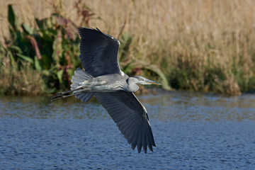Grey Heron (Ardea cinerea)