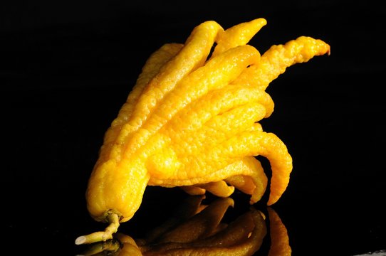 Hand of Buddha citrus - Buddha's Hand Zitrone