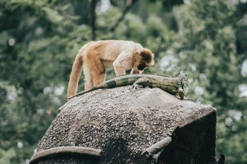Mono e iguana