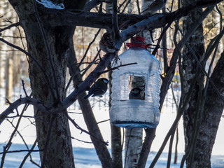 Bird feeder made from plastic bottle on the tree. Winter day.