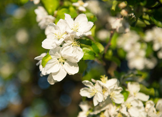 Spring apple blossom branch with white flowers and sunlight. First tender blossom at sunny day.