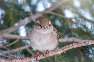 Funny sparrow with a serious look. Sparrow sits on a branch without leaves in the sunset light.