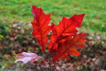 Red autumn leaves, the Netherlands 