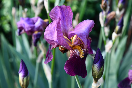 Purple iris. Closeup of tiger iris flower and bud of magenta purple colors flowers with yellow striped petals on blurred background. Garden irises among fresh green leaves. Spring blooming purple pink