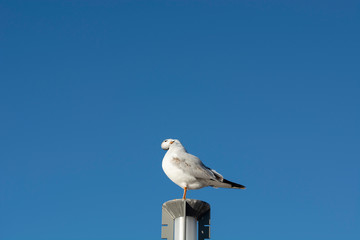 seagull rests on the lamppost
