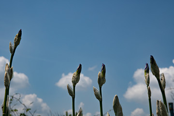 Landscape of long iris buds on plant stems at blue sky background with white clouds. Silhouettes of flowers on cloudscape backdrop. Summer view.