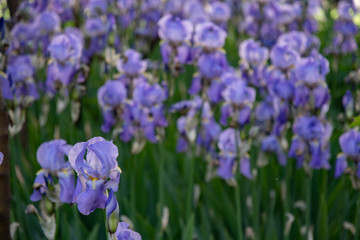 Blue flowers in the garden. Focus on foreground and blurred background. Bearded iris flowers growing on green flowerbed. Luxuriant petals of light purple blue irises. Springtime nature in bloom