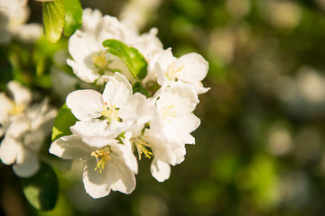 Spring apple blossom branch with white flowers and sunlight. First tender blossom at sunny day.