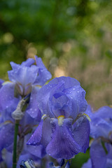 Blue iris in the garden. Dew drops on flowers at blurry background with copy space. Closeup of curly luxuriant petals of iris flower wet by water drops. Light blue iris with fluffy yellow stamens. 