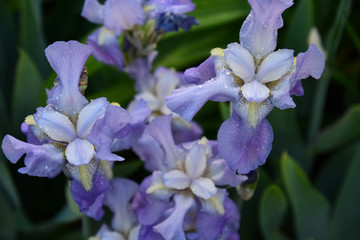 Purple flowers in garden. Light purple blue iris flowers covered with water drops after watering. Top view of blooming irises on flowerbed in garden. Texture of luxuriant petals closeup 