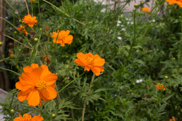 Orange Cosmos (Cosmos sulphureus) known as Maxican Aster Maxican Sunflower