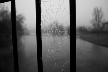 telaraña en el puente