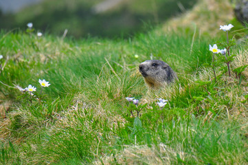 Naklejka na ściany i meble Wild marmot in its natural environment of mountains with mountain lake in background. The alpine marmot (Marmota marmota) is a large ground-dwelling squirrel, from the family of marmots.