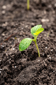 A small green plant with concepts of growth, ecology, and protecting the environment in the light of global warming.