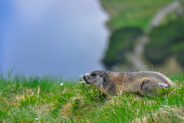 Wild marmot in its natural environment of mountains with mountain lake in background. The alpine marmot (Marmota marmota) is a large ground-dwelling squirrel, from the family of marmots.