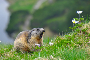 Wild marmot in its natural environment of mountains with mountain lake in background. The alpine marmot (Marmota marmota) is a large ground-dwelling squirrel, from the family of marmots.