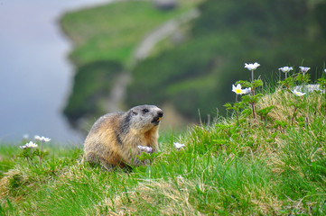 Wild marmot in its natural environment of mountains with mountain lake in background. The alpine marmot (Marmota marmota) is a large ground-dwelling squirrel, from the family of marmots.