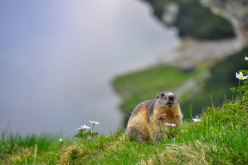 Wild marmot in its natural environment of mountains with mountain lake in background. The alpine marmot (Marmota marmota) is a large ground-dwelling squirrel, from the family of marmots.