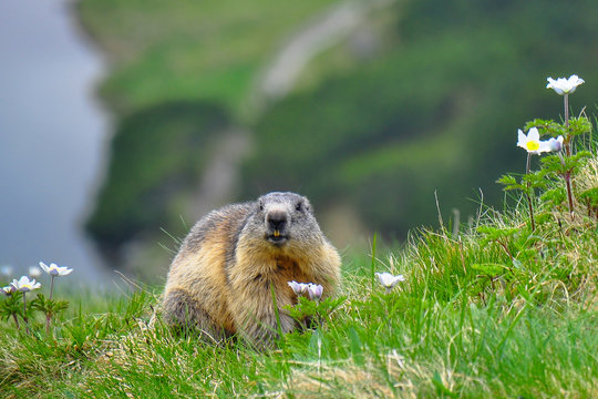 Wild marmot in its natural environment of mountains with mountain lake in background. The alpine marmot (Marmota marmota) is a large ground-dwelling squirrel, from the family of marmots.