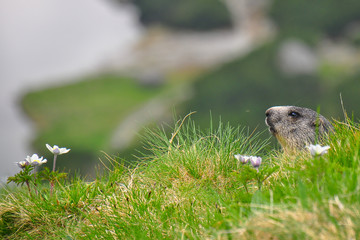 Wild marmot in its natural environment of mountains with mountain lake in background. The alpine marmot (Marmota marmota) is a large ground-dwelling squirrel, from the family of marmots.