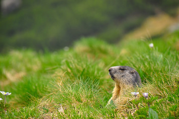 Naklejka na ściany i meble Wild marmot in its natural environment of mountains with mountain lake in background. The alpine marmot (Marmota marmota) is a large ground-dwelling squirrel, from the family of marmots.