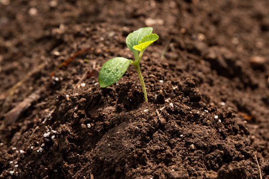 A small seedling with concepts of growth, ecology, and protecting the environment in the light of global warming.