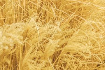 Side view of yellow decorative cereal grass with shallow depth of field. Abstract trendy modern natural texture background
