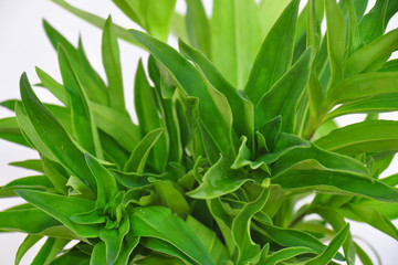 Detail photo of medicinal herb. Gentiana cruciata, the star gentian or cross gentian, is a herbaceous perennial flowering plant in the Gentianaceae family.