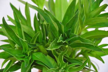 Detail photo of medicinal herb. Gentiana cruciata, the star gentian or cross gentian, is a herbaceous perennial flowering plant in the Gentianaceae family.