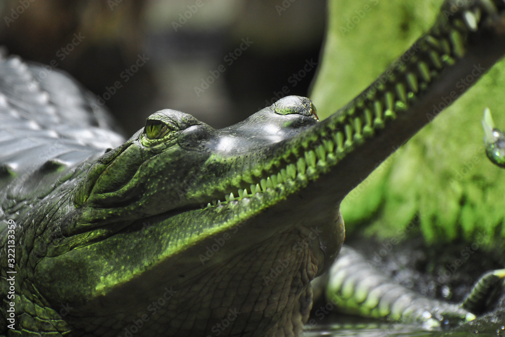 Wall mural Detail photo of Gharial. The gharial (Gavialis gangeticus), also known as the gavial, and fish-eating crocodile is a crocodilian in the family Gavialidae. 