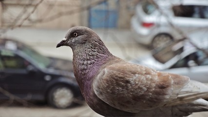 pigeon eye