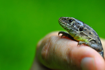 Detail photo of lizard in human hand with green background. Summer time. he sand lizard (Lacerta agilis) is a lacertid lizard. 